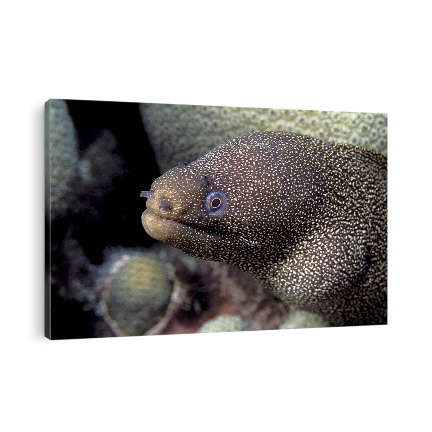 Goldentail moray eel (Gymnothorax miliaris) amongst corals. This fish inhabits reefs in the tropical Atlantic Ocean.