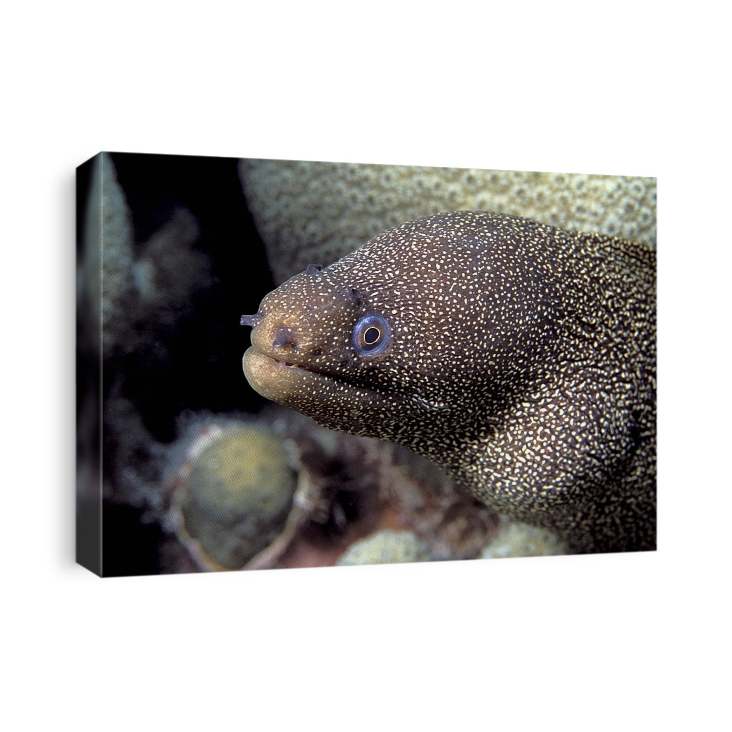 Goldentail moray eel (Gymnothorax miliaris) amongst corals. This fish inhabits reefs in the tropical Atlantic Ocean.