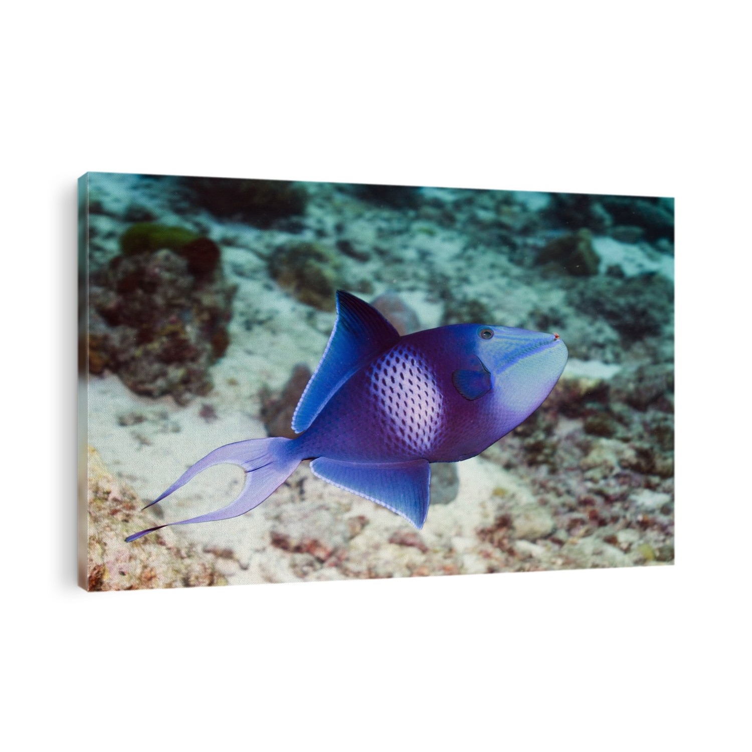 Redtooth triggerfish (Odonus niger) on a reef. Photographed in the Andaman Sea, Thailand.