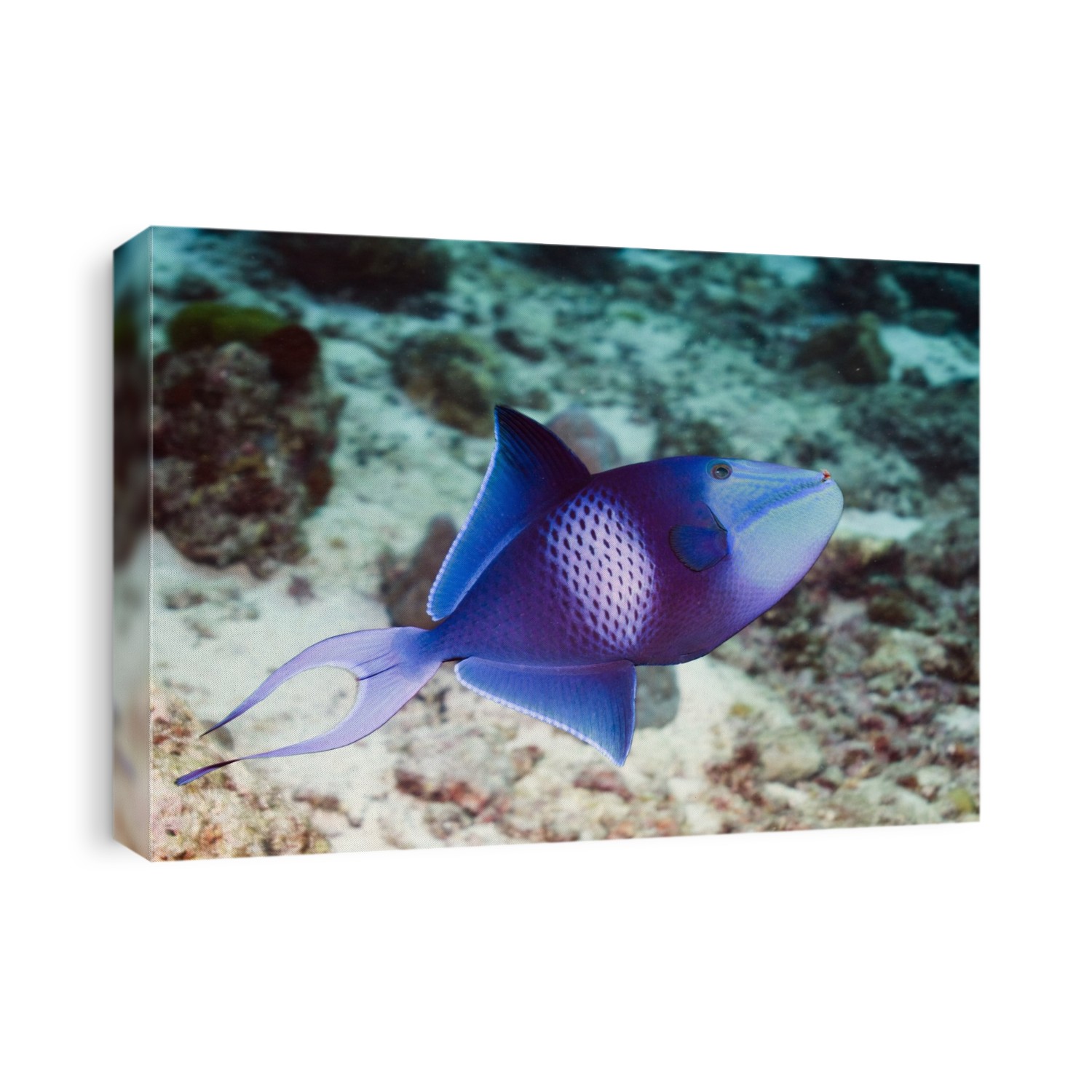 Redtooth triggerfish (Odonus niger) on a reef. Photographed in the Andaman Sea, Thailand.