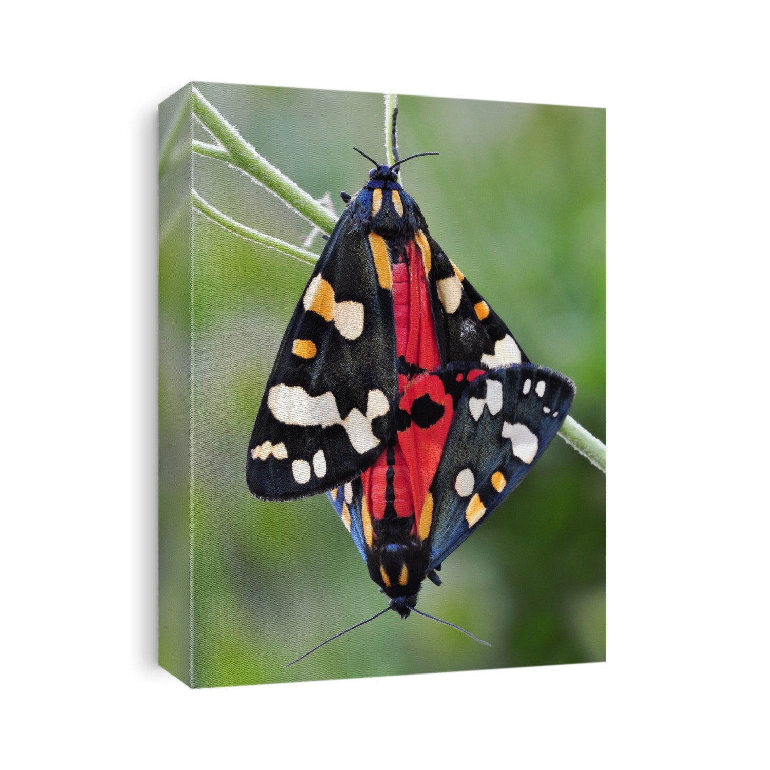 Scarlet tiger moths (Callimorpha dominula) mating. Like many other insects, butterflies mate by genital contact with the rear of their bodies while facing away from each other. After mating, the female lays the eggs, which hatch into caterpillars. Both male and female die soon after mating. Photographed in June, in Dorset, UK.