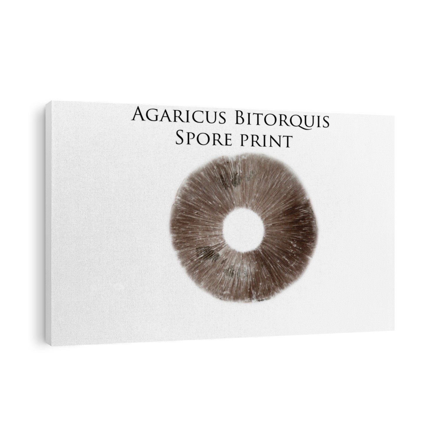 Mushroom Spore Print of the Agaricus Bitorquis. Wild Mushrooms are both edible and highly poisonous depending on the species. Spore Prints are one way to help identify the correct species. 