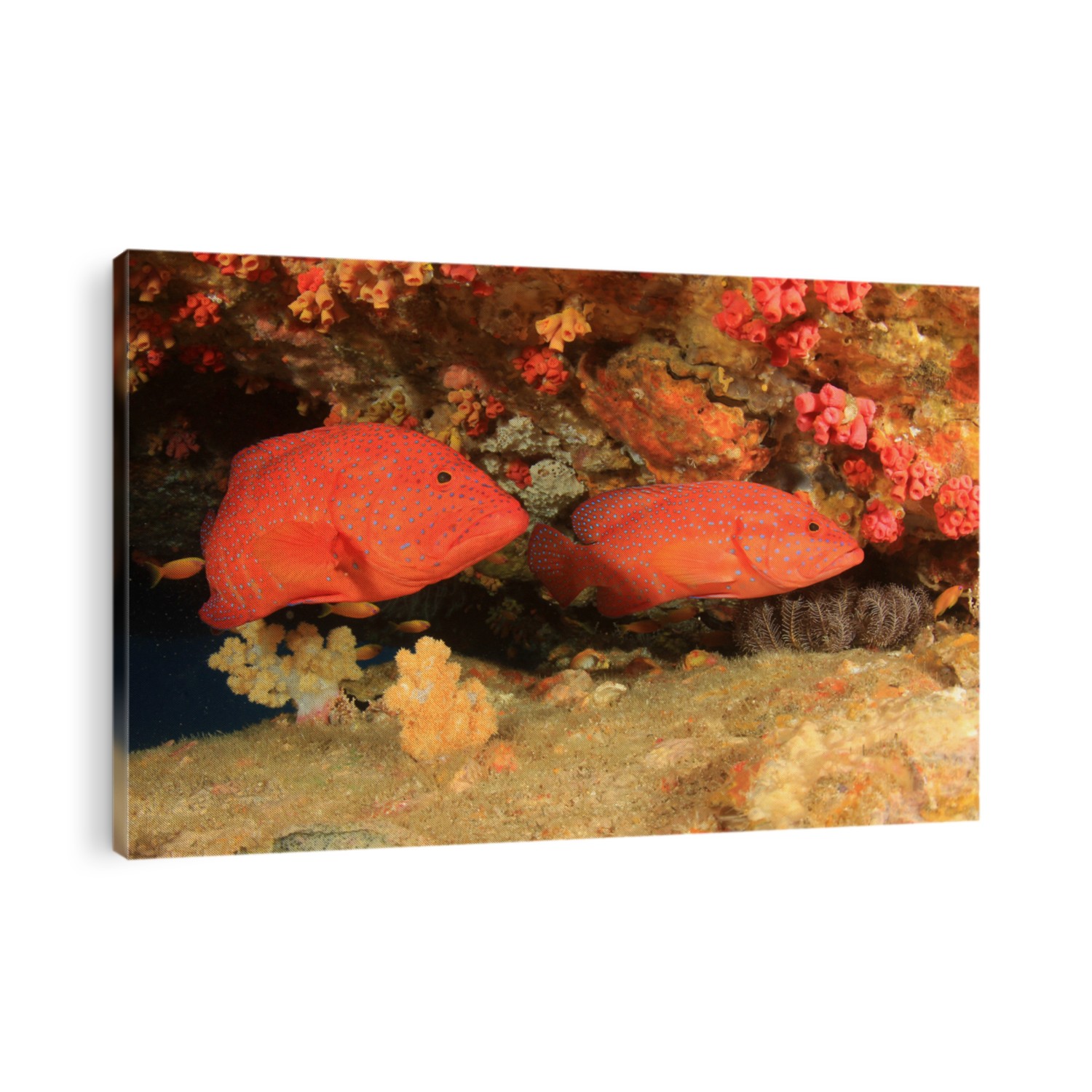 Red Coral Grouper fish