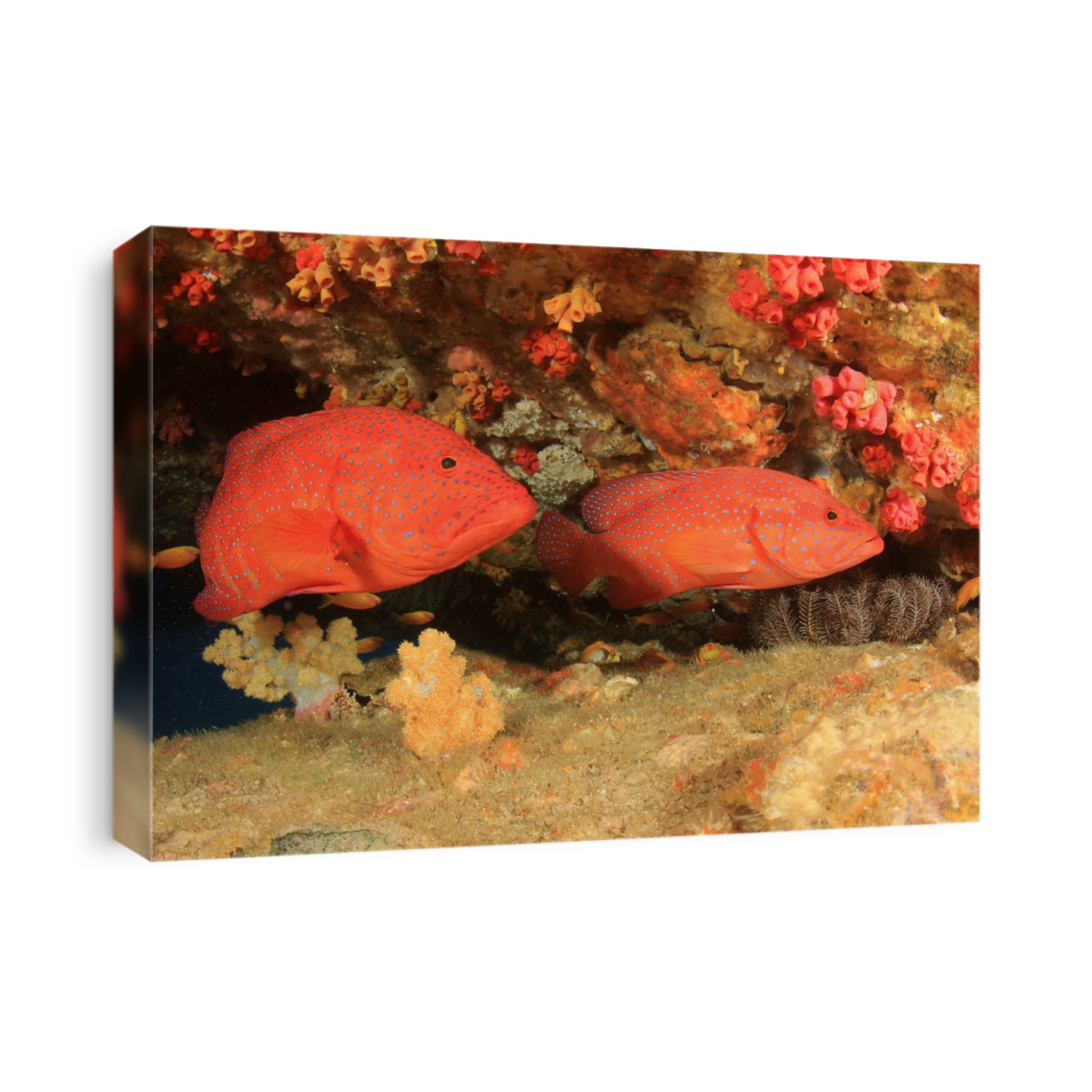 Red Coral Grouper fish