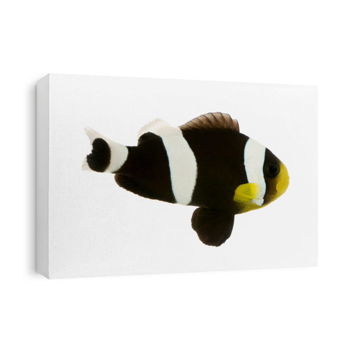 Saddleback Clownfish  - Amphiprion polymnus in front of a white background