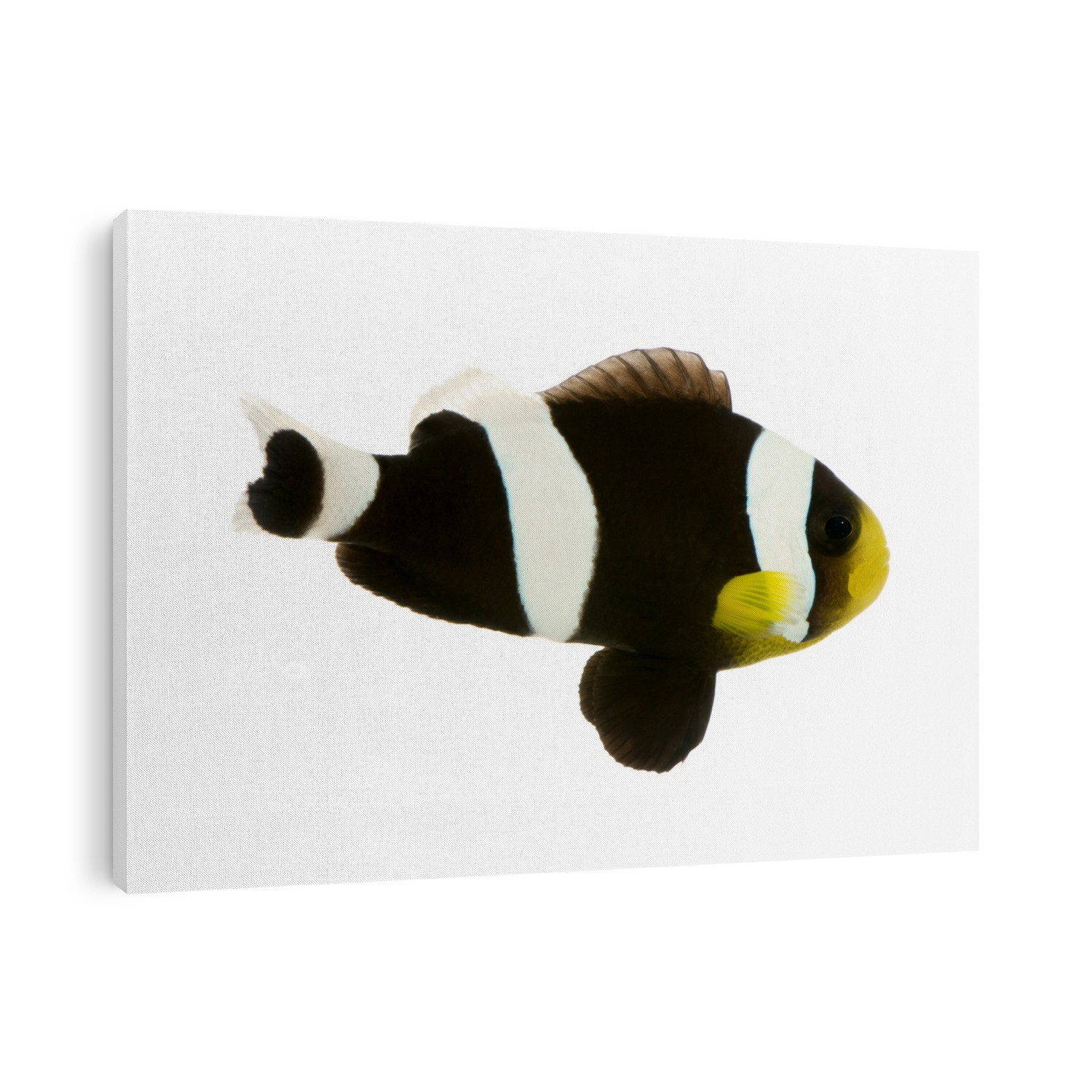 Saddleback Clownfish  - Amphiprion polymnus in front of a white background