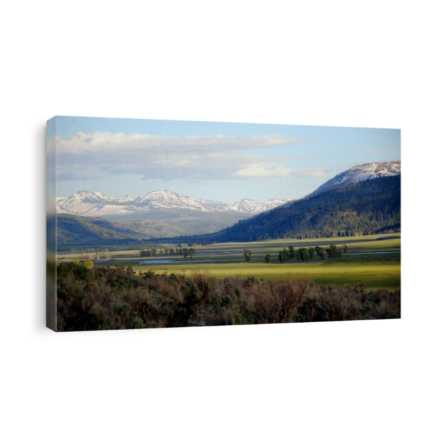 Lamar valley in Yellowstone National Park, with Lamar river, herds of bison grazing in green fields against a background of snow capped mountains and blue sky with white clouds
