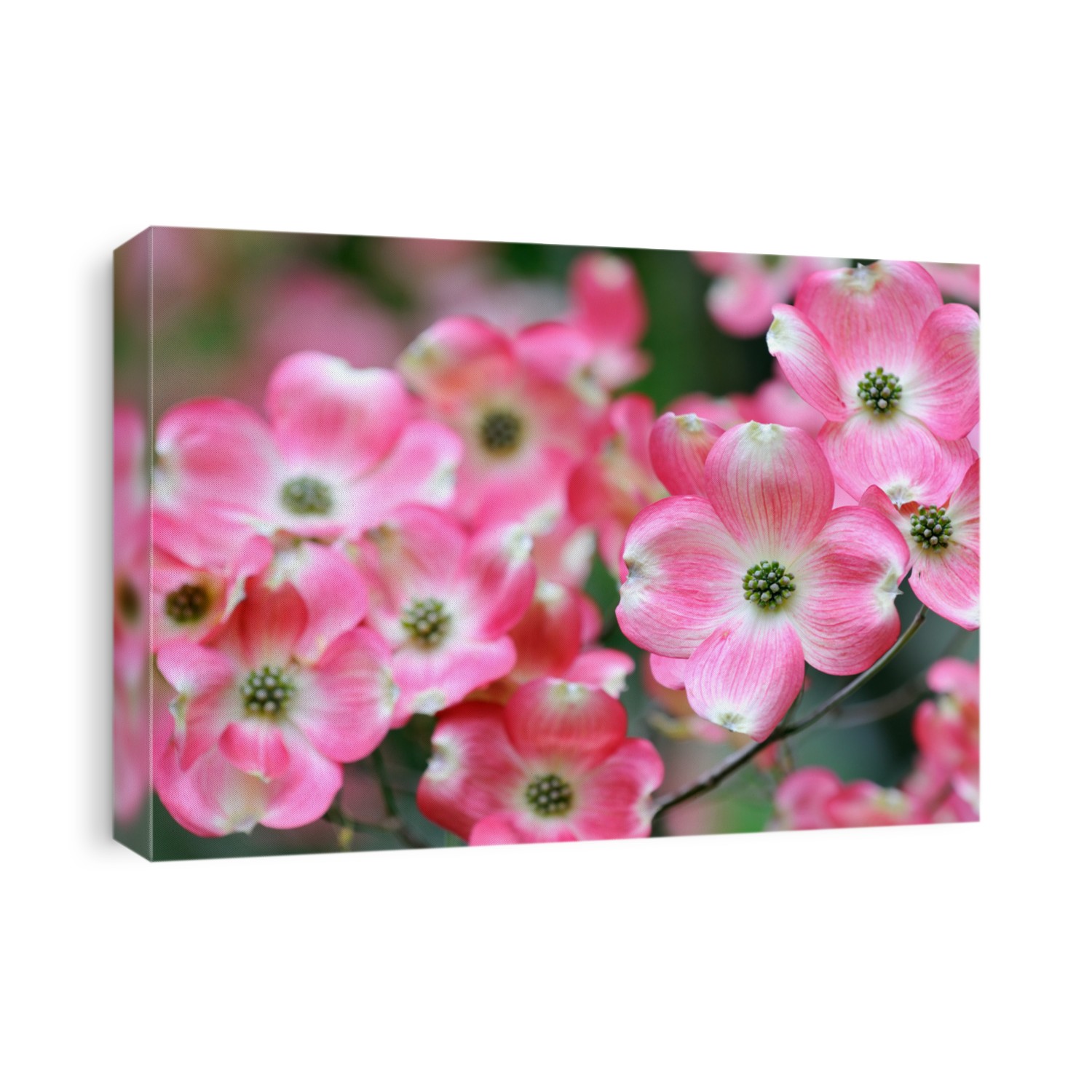 Flowering Dogwood, Pink Flowers Closeup