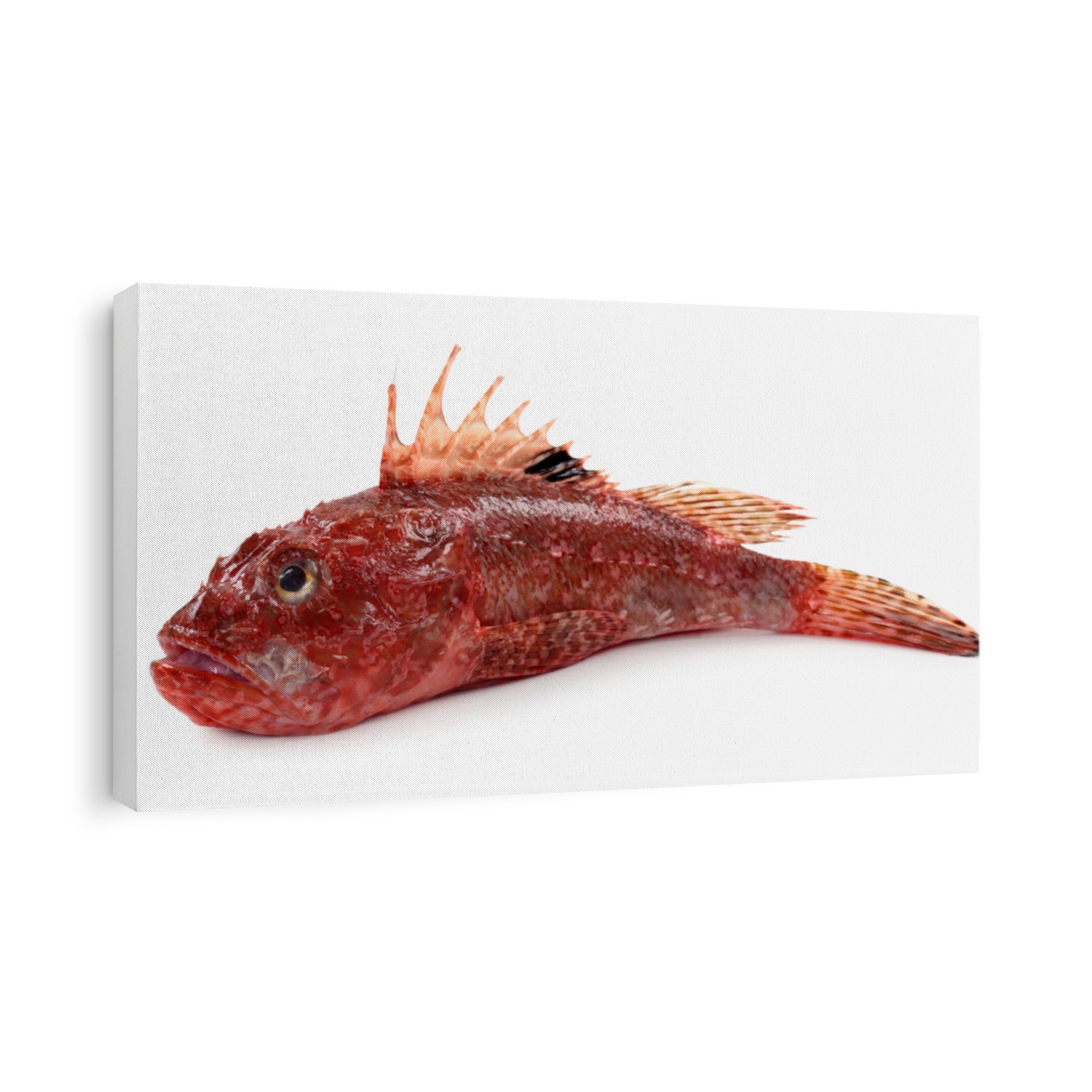  Red scorpionfish or Scorpaena scrofa isolated on white background