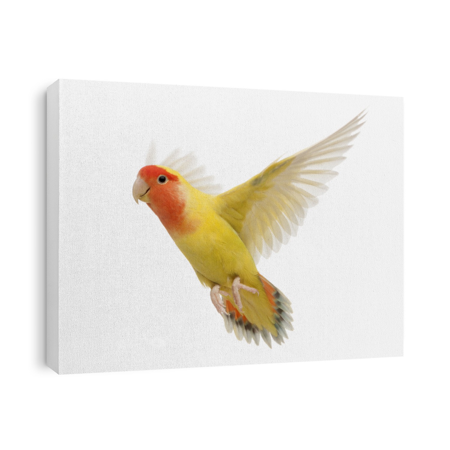 Portrait of Rosy-faced Lovebird flying, Agapornis roseicollis, also known as the Peach-faced Lovebird in front of white background