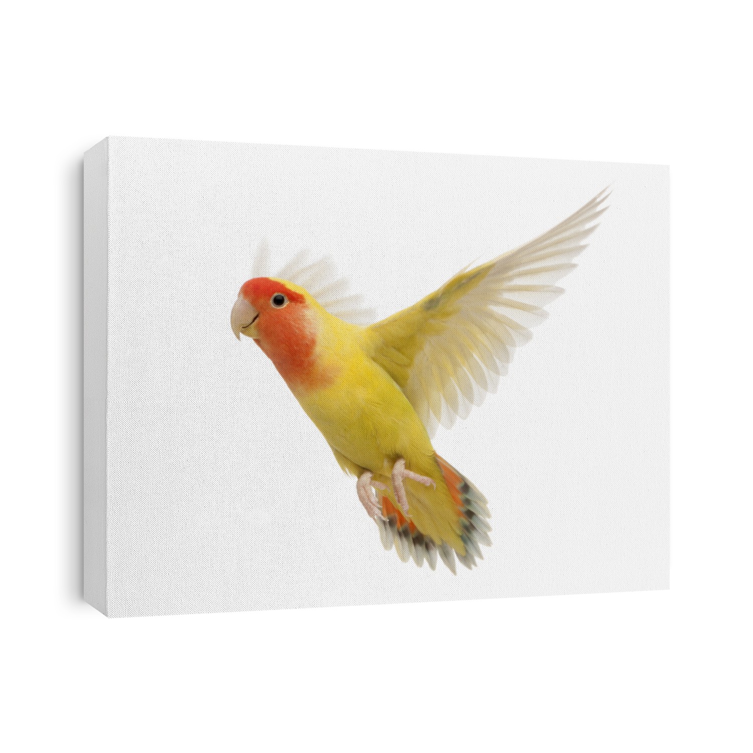 Portrait of Rosy-faced Lovebird flying, Agapornis roseicollis, also known as the Peach-faced Lovebird in front of white background