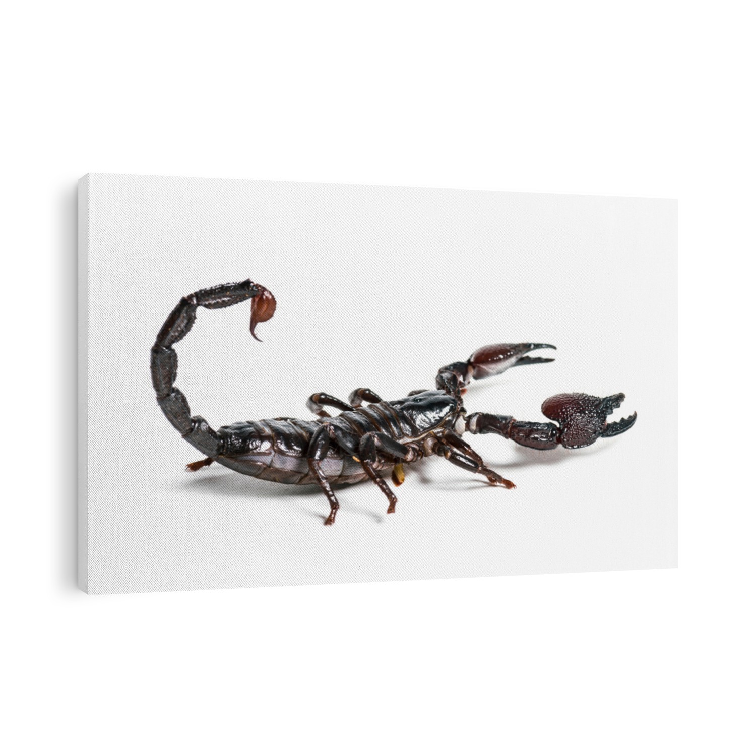 Emperor scorpion, Pandinus imperator, in front of white background