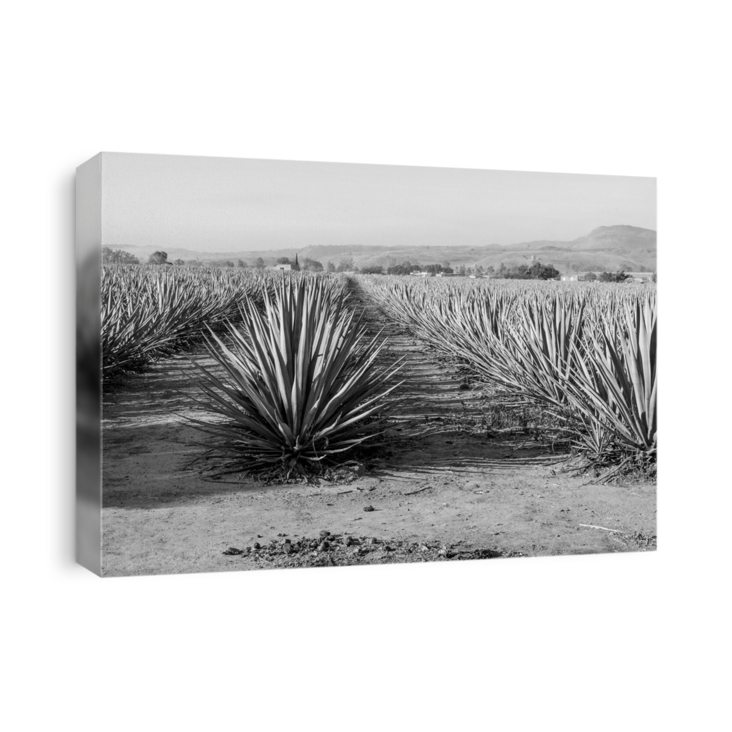 Landscape of agave plants to produce tequila. Mexico. Black and white.