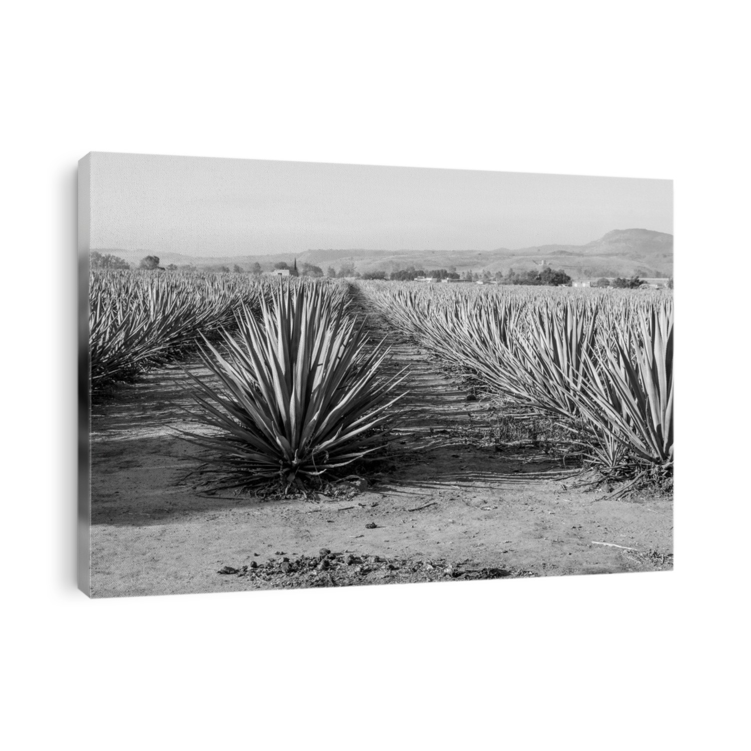 Landscape of agave plants to produce tequila. Mexico. Black and white.