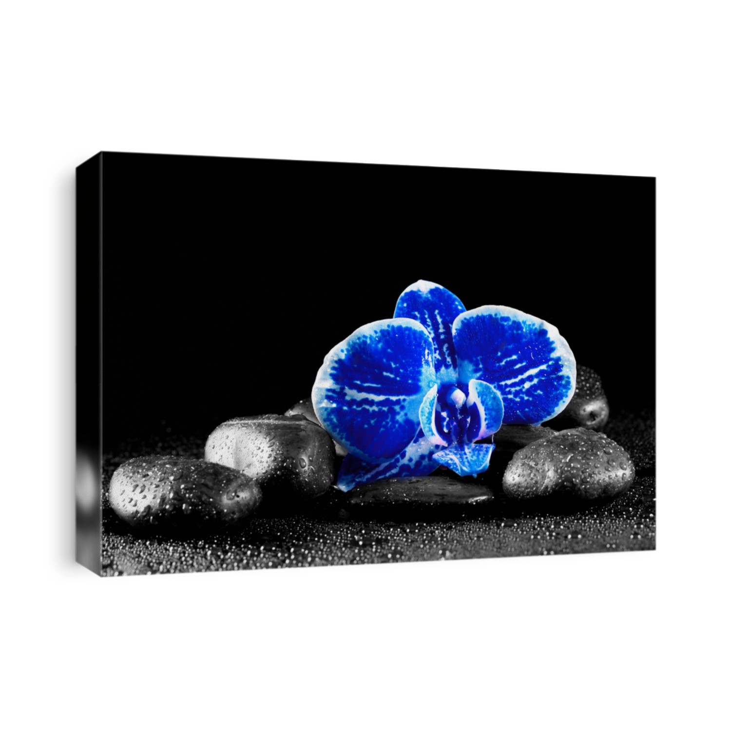 blue orchids and zen stones on black background