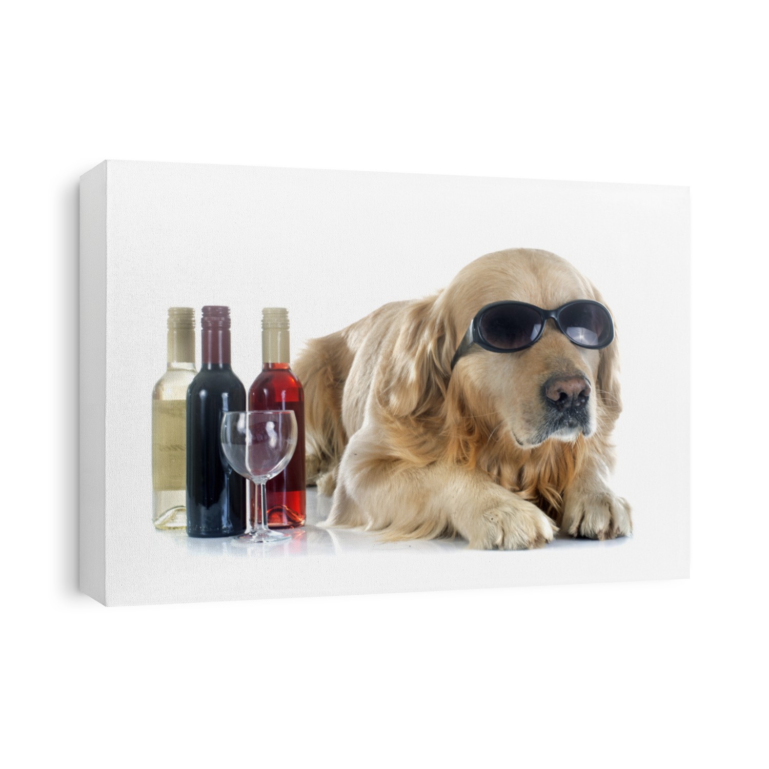 purebred golden retriever and bottle in front of a white background