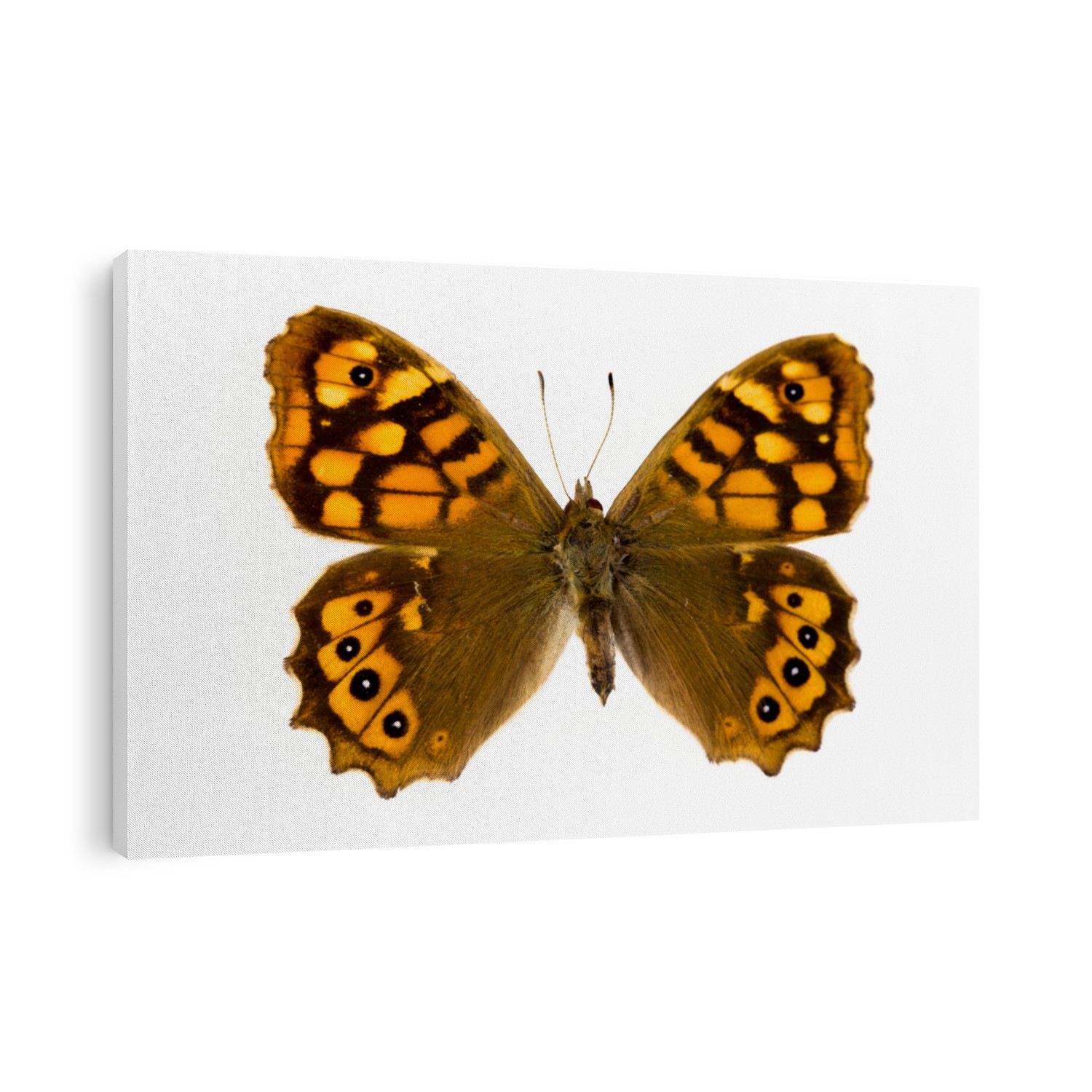 Pararge aegeria aegeria butterfly or Speckled Wood in English, originating from France