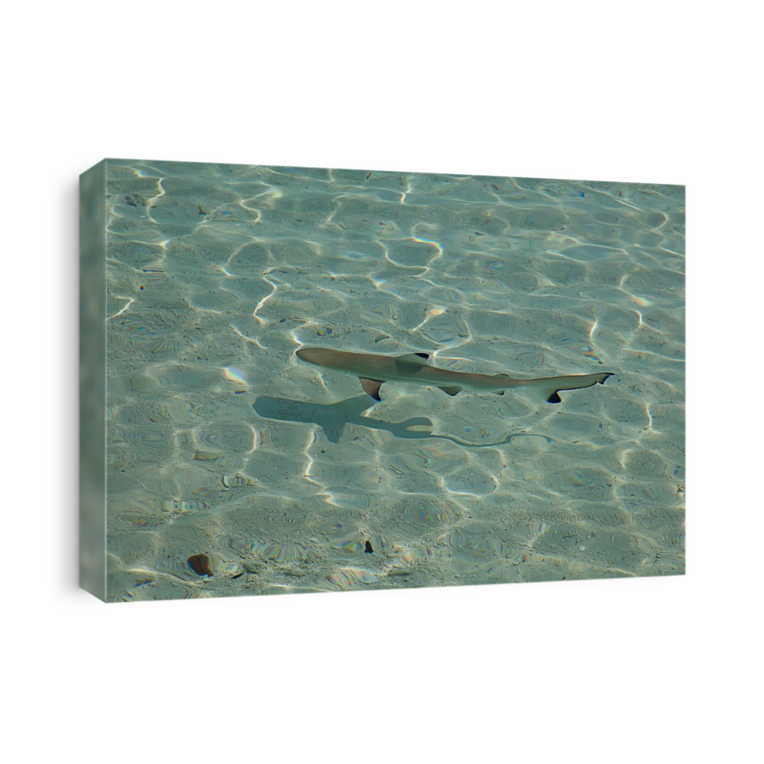 Blacktip reef shark (Carcharhinus melanopterus) in the shallow water