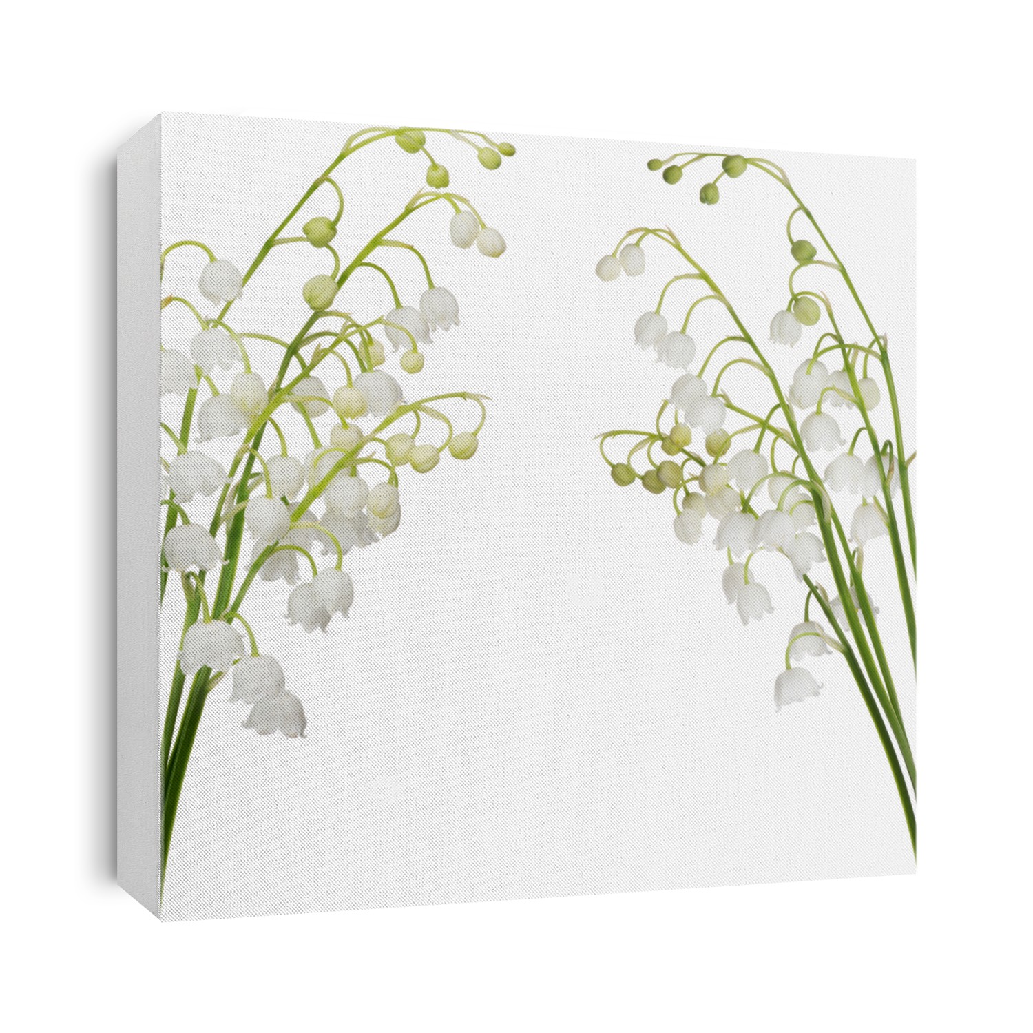 lily-of-the-valley flowers isolated on white background